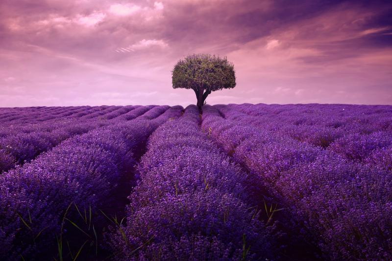 paars lavendelveld met eenzame boom