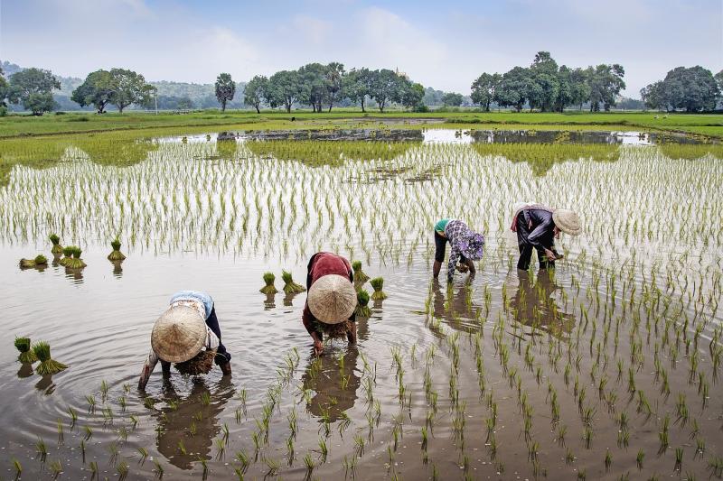 Vietnam-rijstvelden-twin-Travel