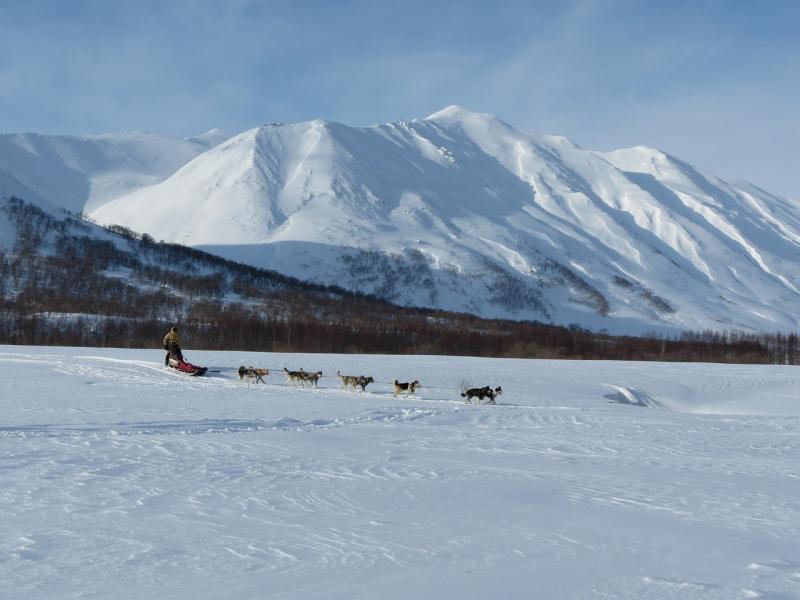 husky-in-winters-landschap-twin-travel